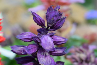 Close-up of purple flower