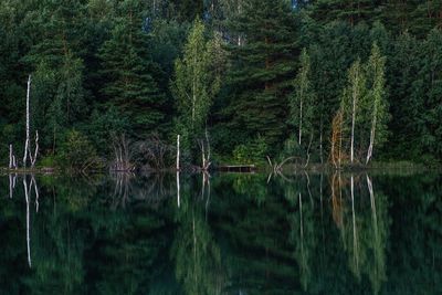 Scenic view of lake in forest