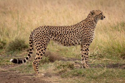 Side view of a cat on field