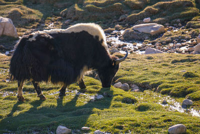 Sheep grazing in a field