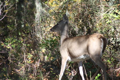 Side view of deer standing in forest