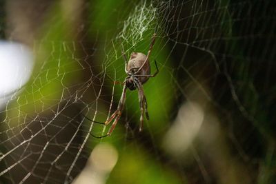 Close-up of spider on web