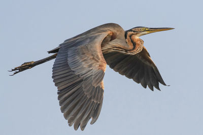 Low angle view of bird flying against clear sky