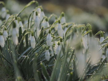 Close-up of snow drops growing on field