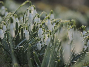 Close-up of crops growing on field