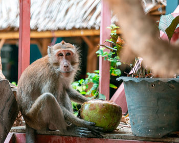 Monkey sitting on potted plant