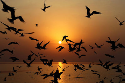 Low angle view of silhouette birds flying in sky