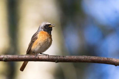 Redstart singing in a clearing in the forest