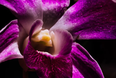 Macro shot of pink flower