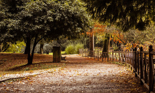 Trees in park during autumn