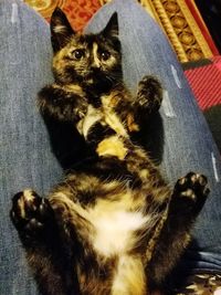 Close-up of kitten sitting at home