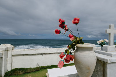 Close-up of red flowering plant against sea