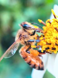 Close-up of bee pollinating on flower