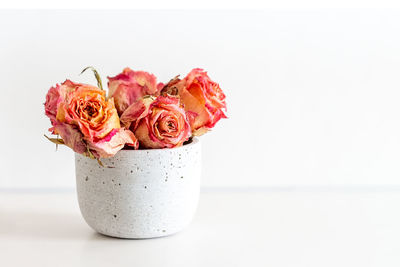 Close-up of rose against white background