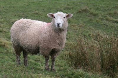 Sheep grazing on grassy field