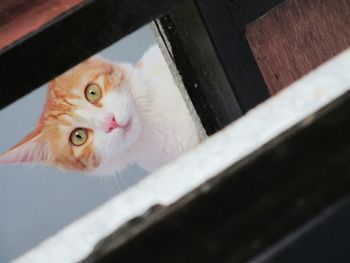 Close-up portrait of cat in window