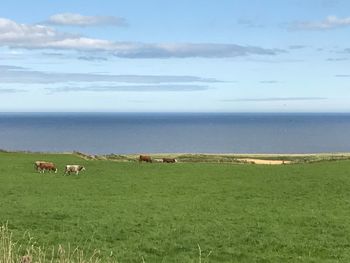 Cows grazing on field by sea against sky