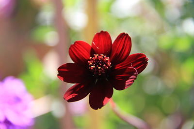 Close-up of dahlia flower blooming at park
