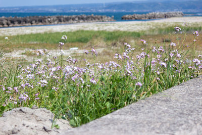 Purple flowering plants on land