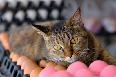 Close-up portrait of a cat