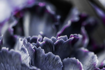 Macro shot of purple flowering plants