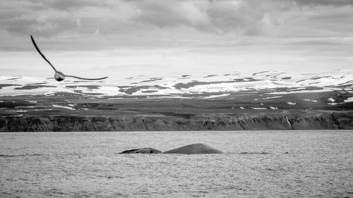 Bird flying over whales swimming in sea against snow landscape