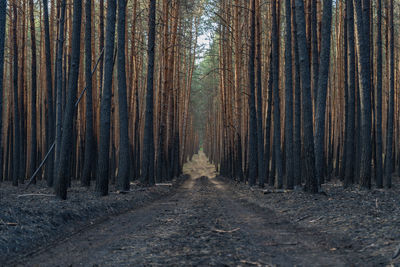 Dirt road amidst trees in forest