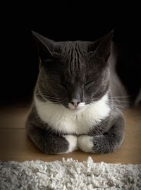 Close-up of cat sitting on floor at home