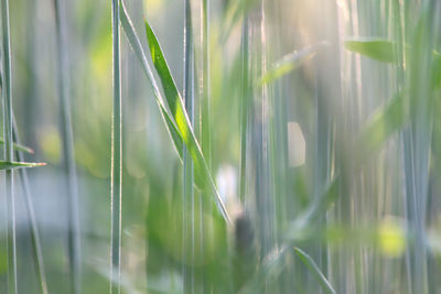 Close-up of grass