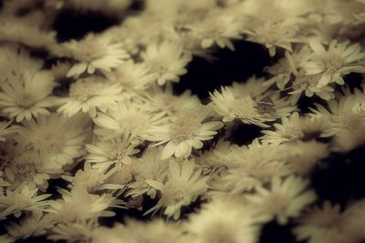 Full frame shot of white flowers