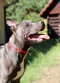 Close-up of a dog