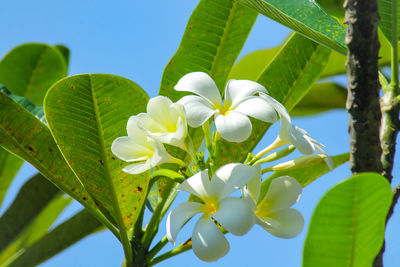 Close-up of white flowering plant