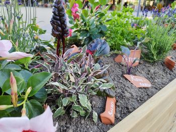 High angle view of potted plants