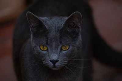 Close-up portrait of a cat