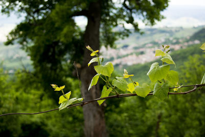 Close-up of yellow flowering plant leaves