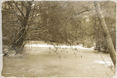 Bare trees on snow covered landscape