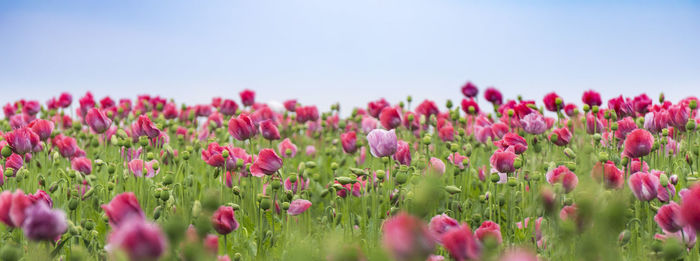 Close-up of pink tulips blooming on field against clear sky