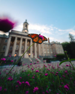 Butterfly on pink flower