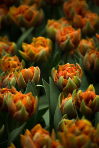 Close-up of orange flowers