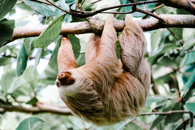 Close-up of sloth on tree branch