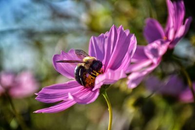 Close-up of bee pollinating on flower