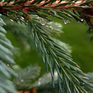 Close-up of raindrops on pine tree