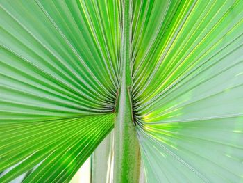 Full frame shot of leaves