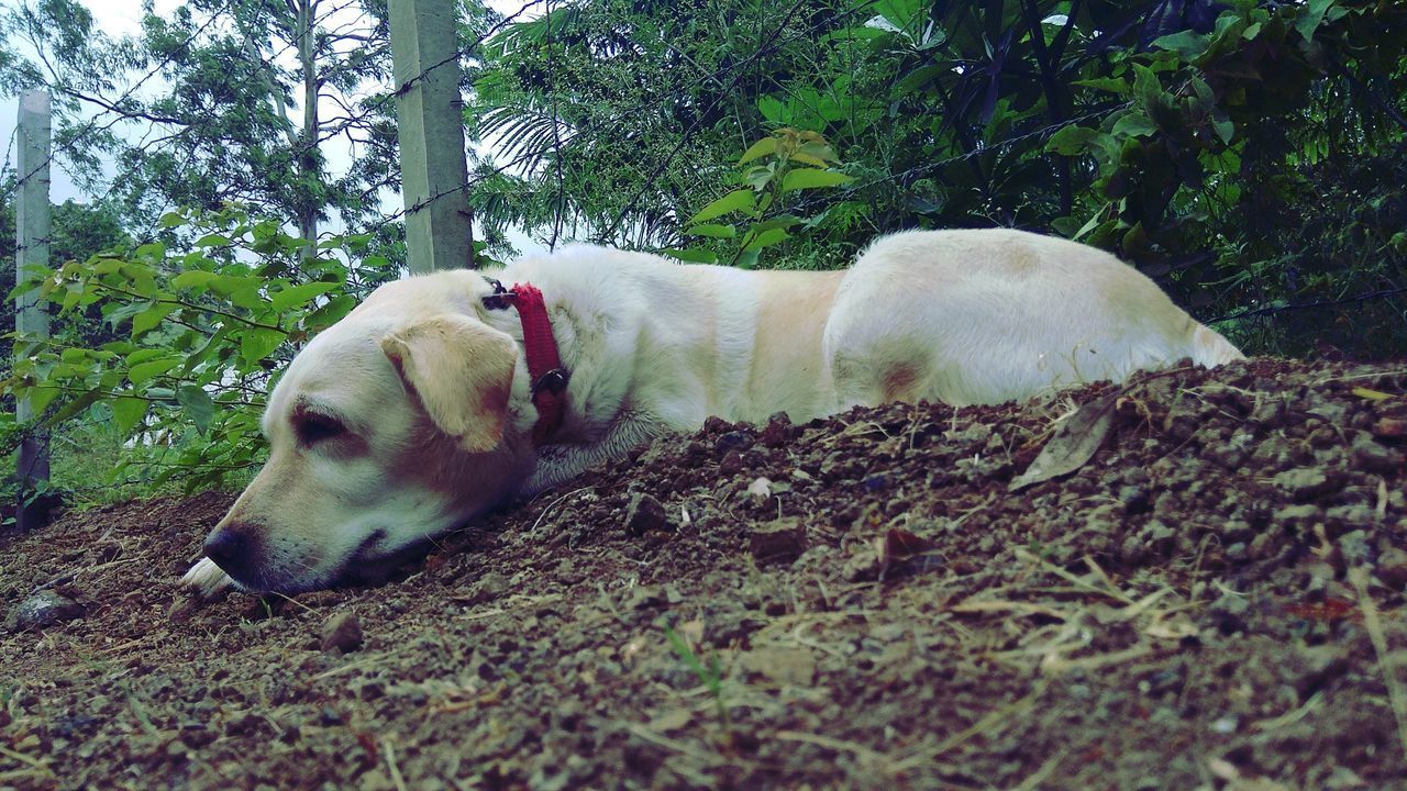 DOG RESTING ON FIELD BY TREE