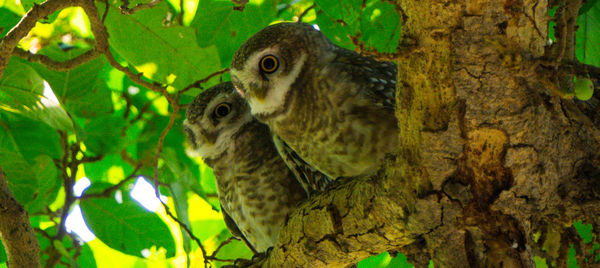 Bird perching on a tree