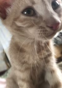 Close-up portrait of a cat