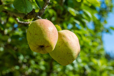 Close-up of fruits hanging on tree