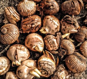 High angle view of tulip bulbs