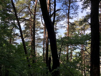 Trees in forest against sky