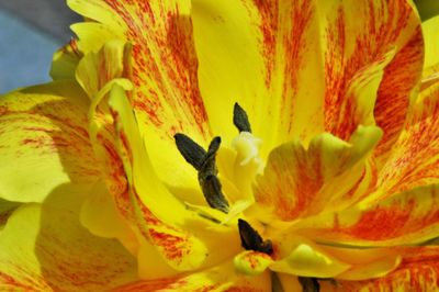 Close-up of yellow flower